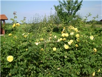 cd05ba86-Picture 2996.jpg